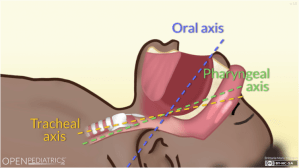 Screenshot of Oral, Pharyngeal, and Tracheal Axes animation.